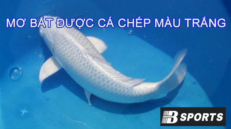Ngủ mơ bắt được cá chép có màu trắng Ngủ mơ bắt được cá chép có màu trắng