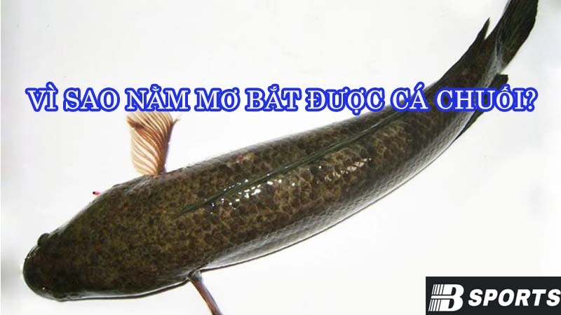 Vì sao nằm mơ bắt được cá chuối? Vì sao nằm mơ bắt được cá chuối?