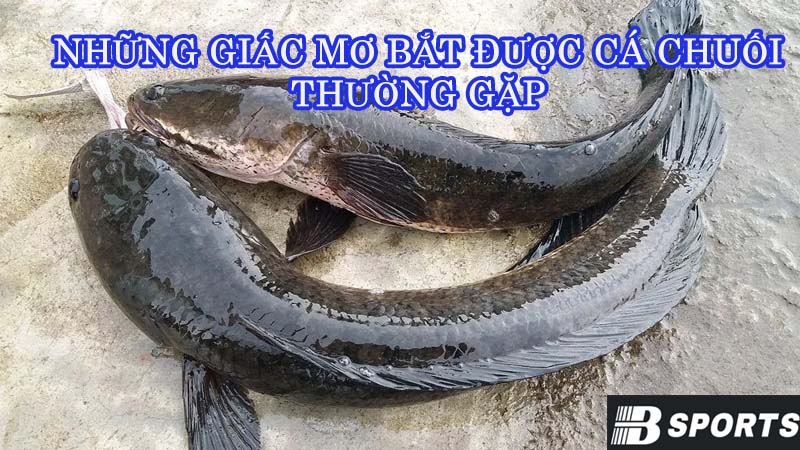 Những giấc mơ bắt được cá chuối thường gặp Những giấc mơ bắt được cá chuối thường gặp