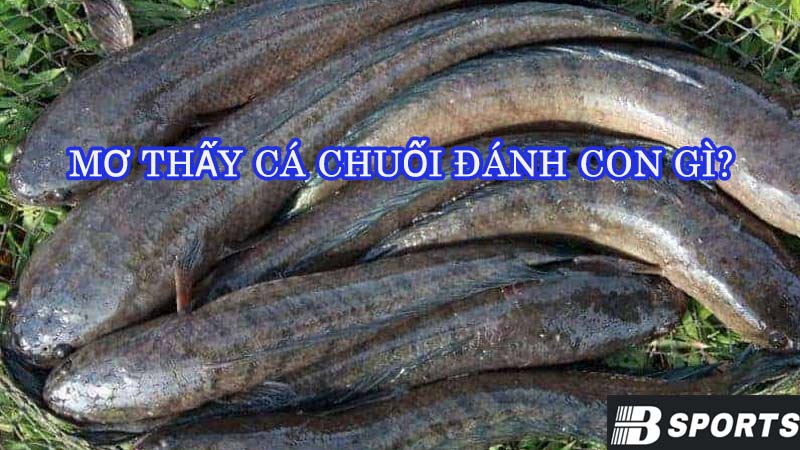 Mơ thấy cá chuối đánh con gì chuẩn nhất? Mơ thấy cá chuối đánh con gì chuẩn nhất?