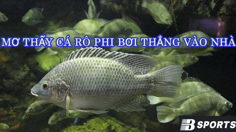 Nằm mơ thấy cá rô phi bơi thẳng vào nhà Nằm mơ thấy cá rô phi bơi thẳng vào nhà