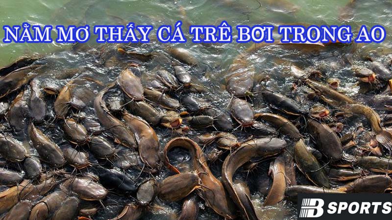 Nằm mơ thấy cá trê bơi trong ao Nằm mơ thấy cá trê bơi trong ao
