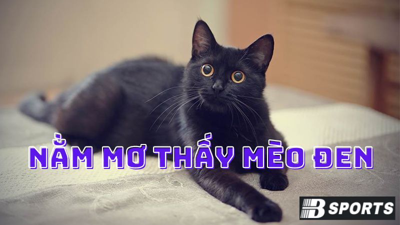 Nằm mơ thấy mèo đen cắn thì có ý nghĩa gì? Nằm mơ thấy mèo đen cắn thì có ý nghĩa gì?